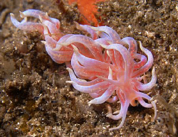 Phyllodesmium poindimei by Doug Anderson 